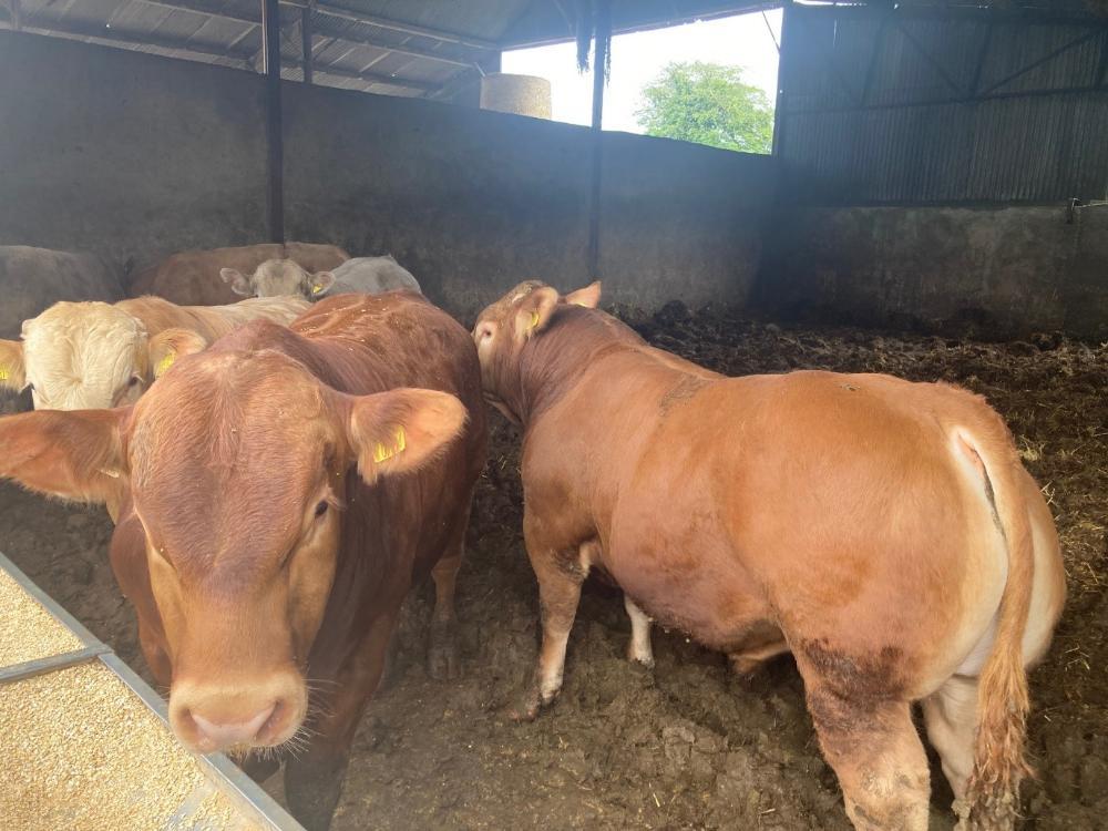 Finishing bulls remaining on the farm