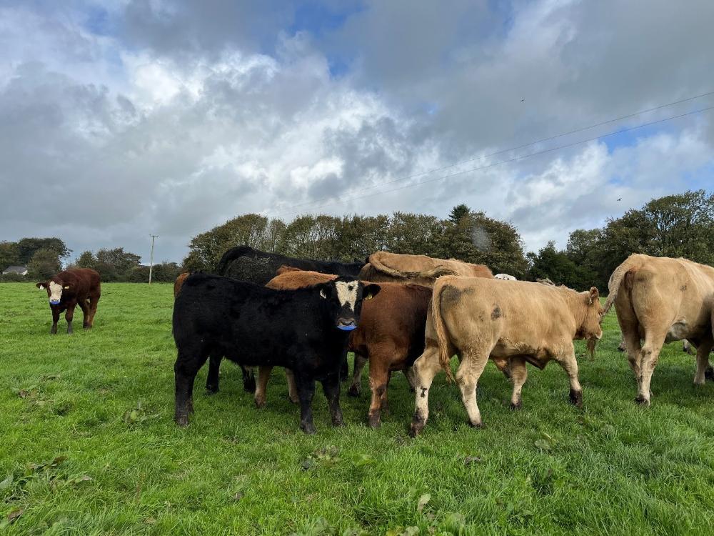 Weanlings with nose paddles