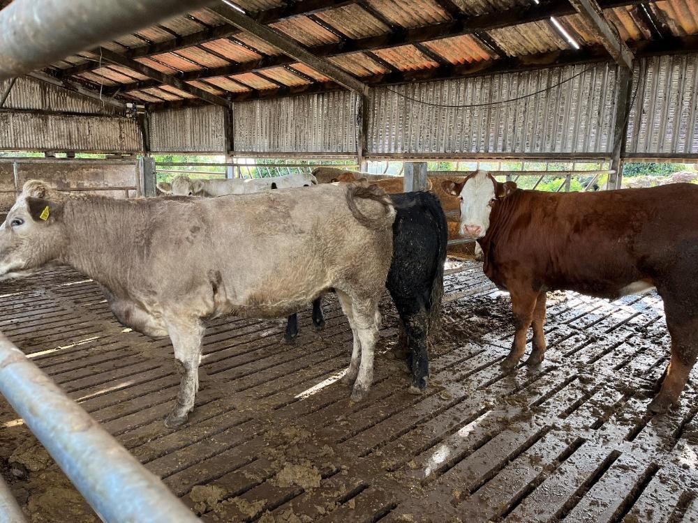 Finishing heifers in a slatted shed