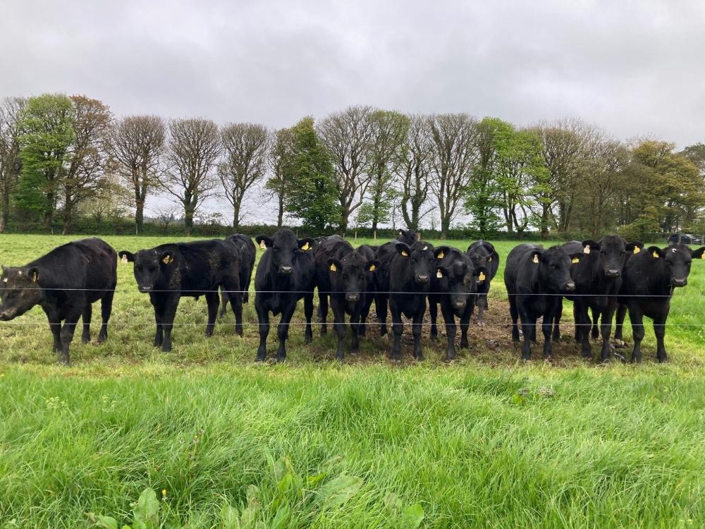 2022 born dairy beef cattle