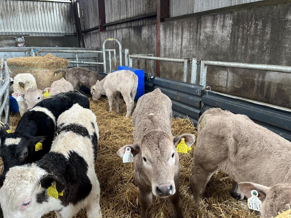 CHX and BBX calves