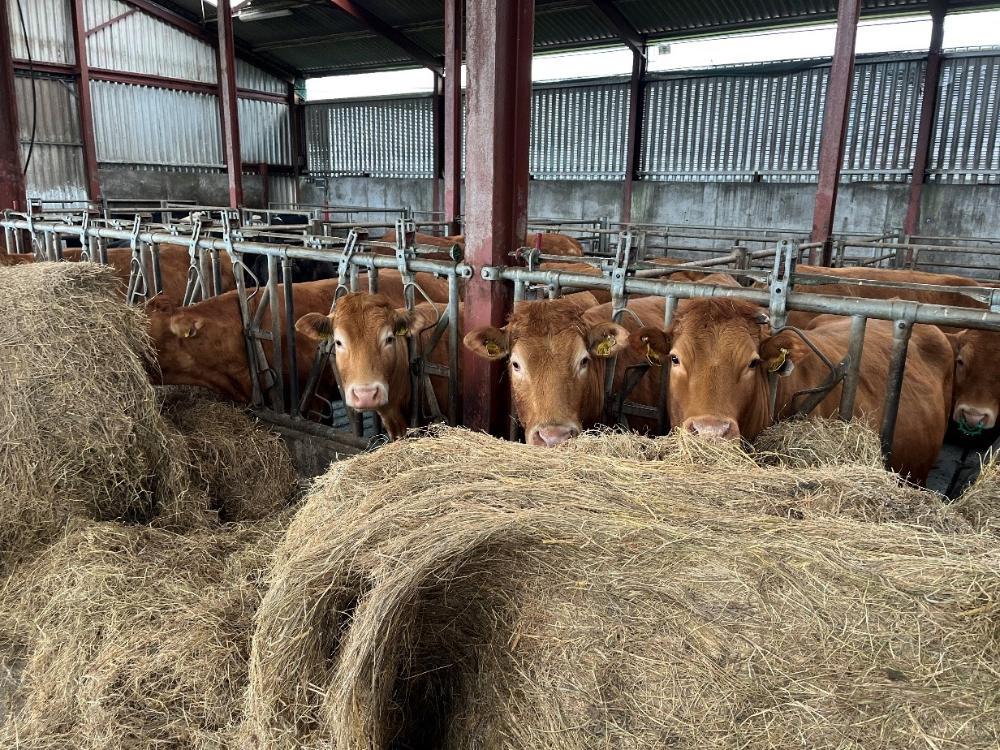 Cows eating hay