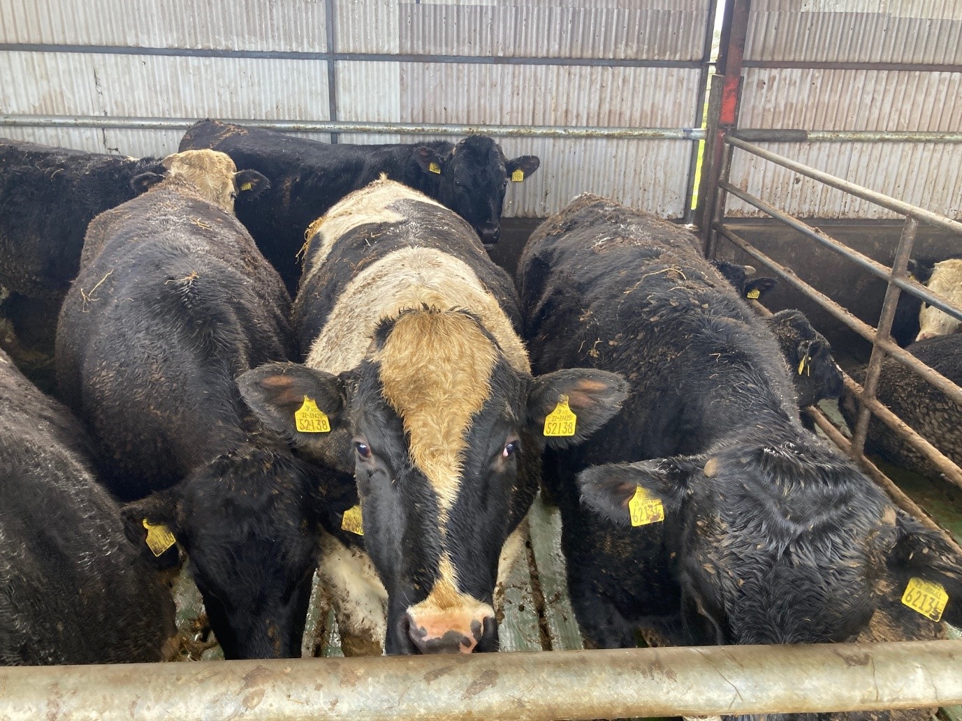 Finishing bullocks on the farm