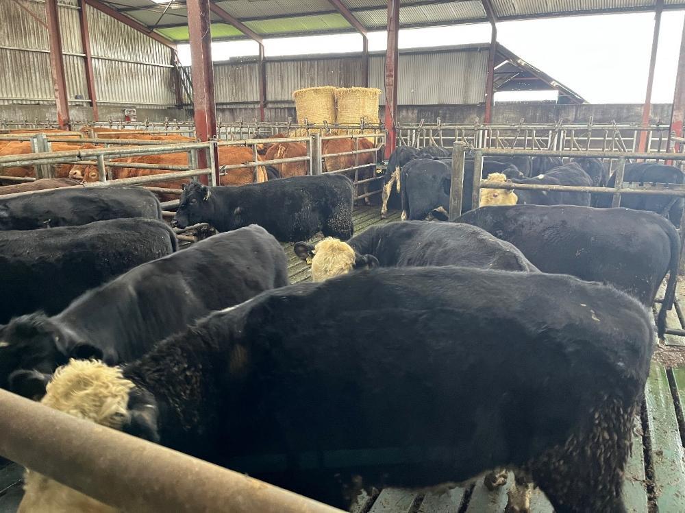 Dairy beef cattle in shed