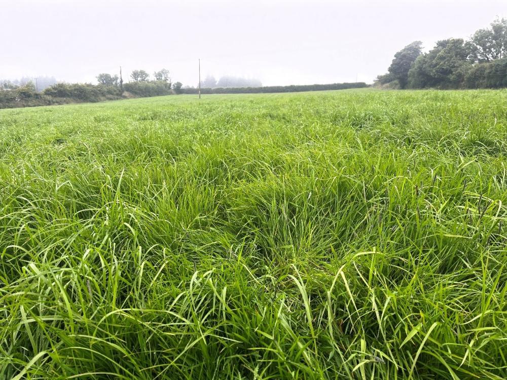 Standing crop of silage