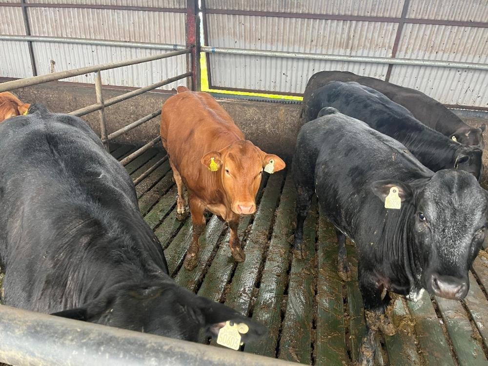 Suckler heifers sold recently