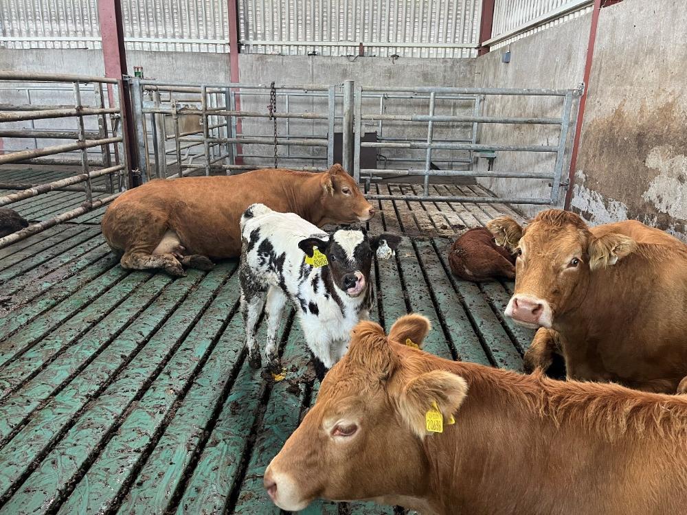 Cows and calves lying down in the shed