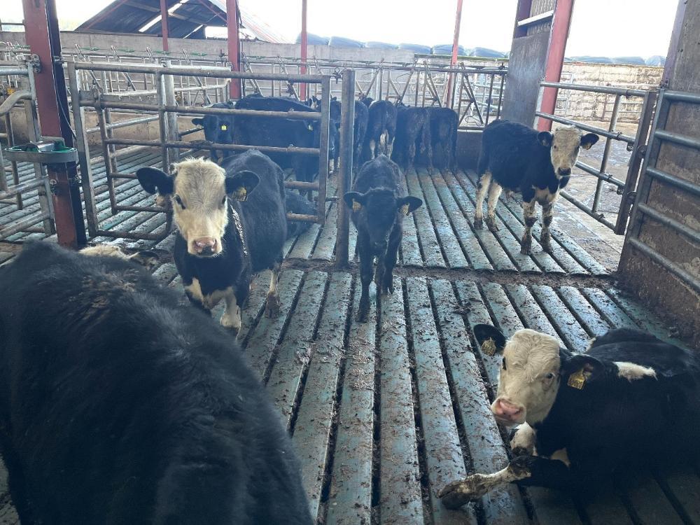 Housed dairy beef calves