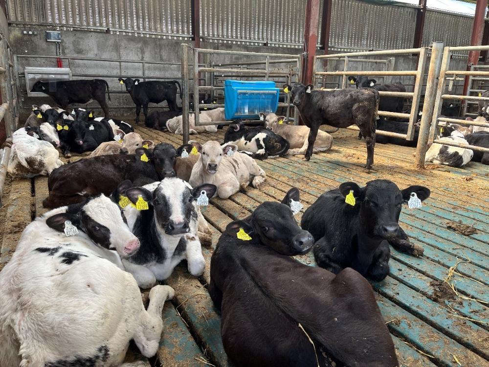Dairy beef calves