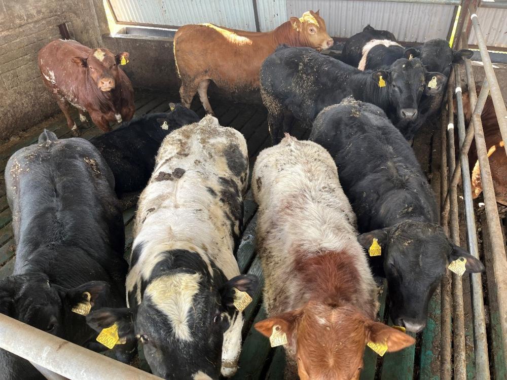 Bull weanlings