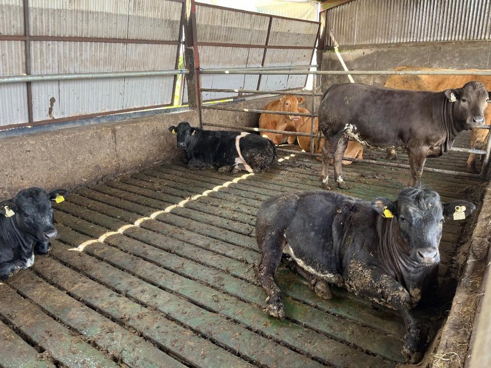 Weanling heifers