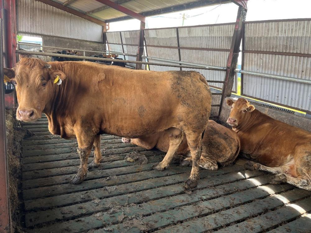 Finishing cows