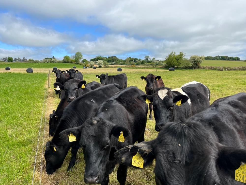 Bullocks grazing out a paddock with silage bales made in the background
