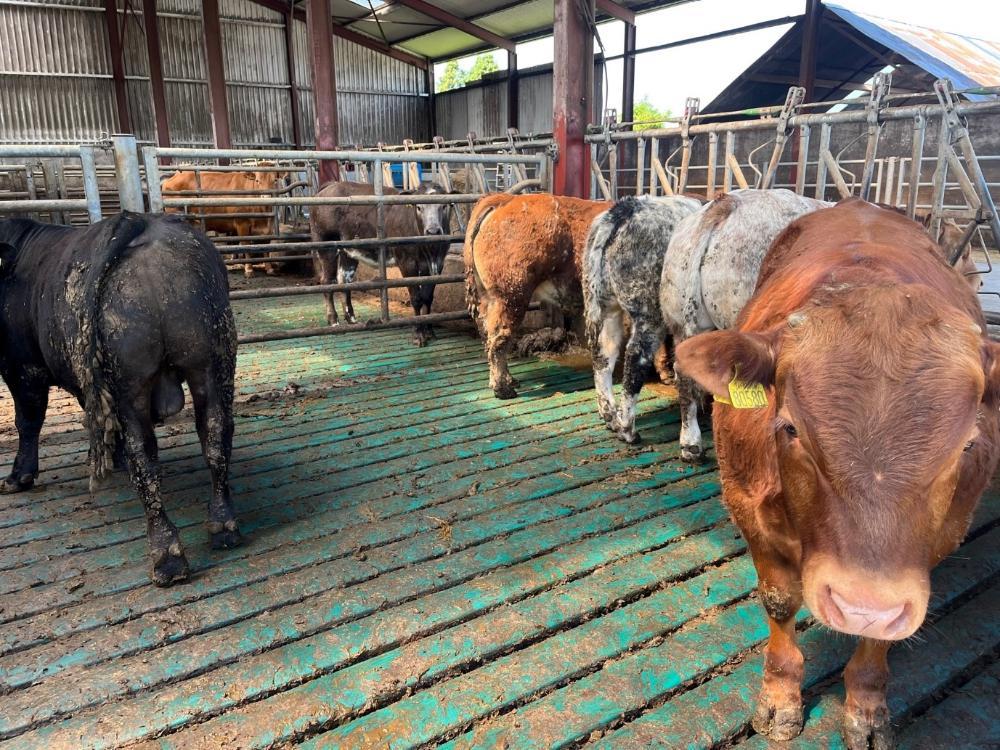 Weanling bulls