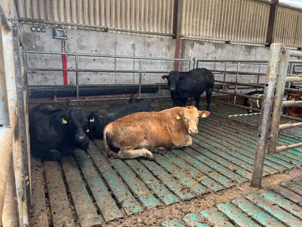 Weanling bulls lying down