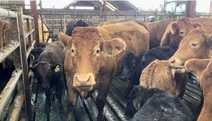Cows and calves in Ed's shed