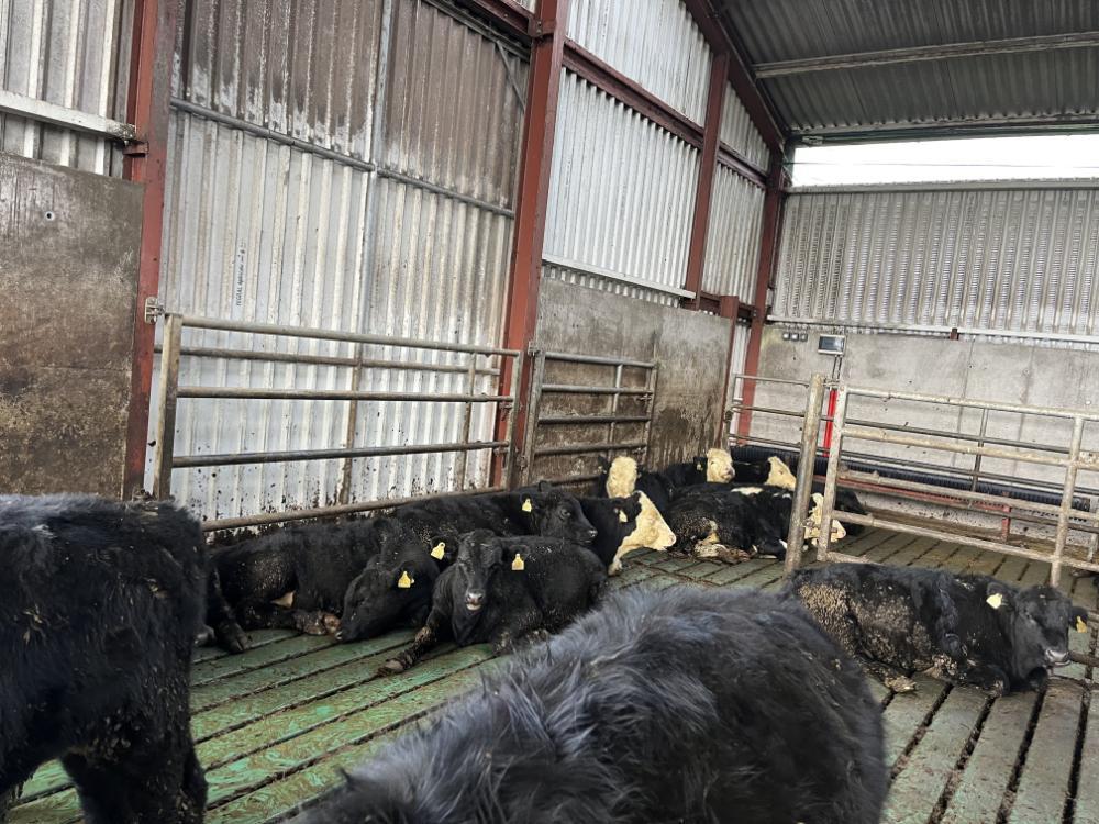 Dairy beef weanlings in slatted shed