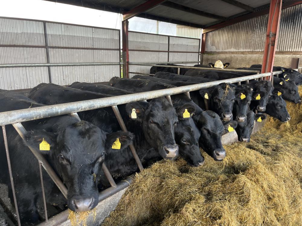 Dairy beef yearlings eating silage