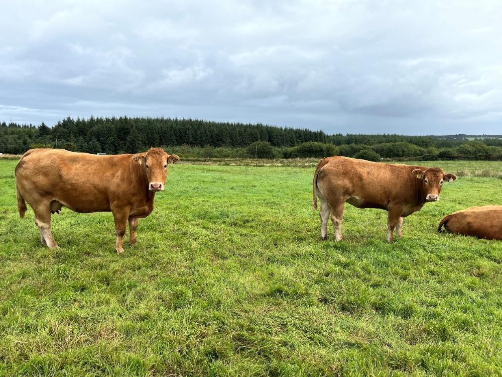 In calf cows