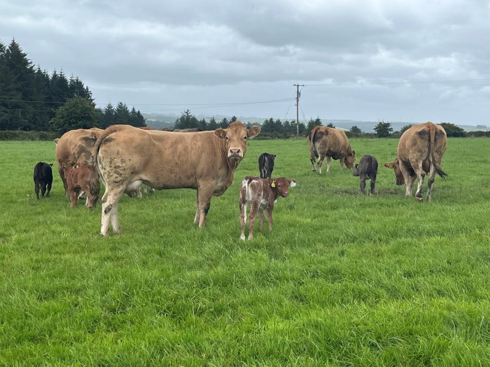 Calved cows with calves
