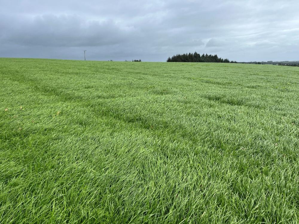 Reseeded field