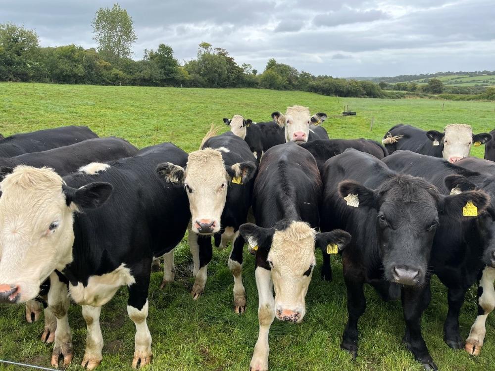 Dairy beef cattle for finishing