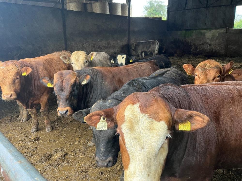 Lighter finishing bulls