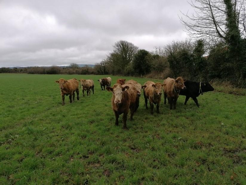 Heifers at grass