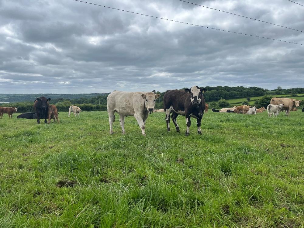 Cattle at grass