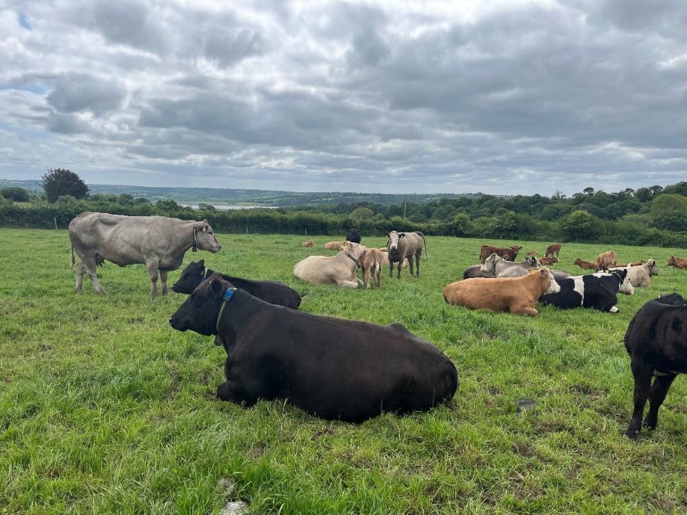 Cows and calves at grass