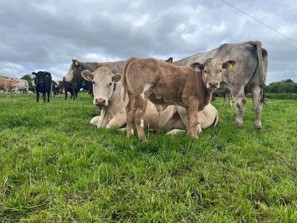 Cow and calf at grass