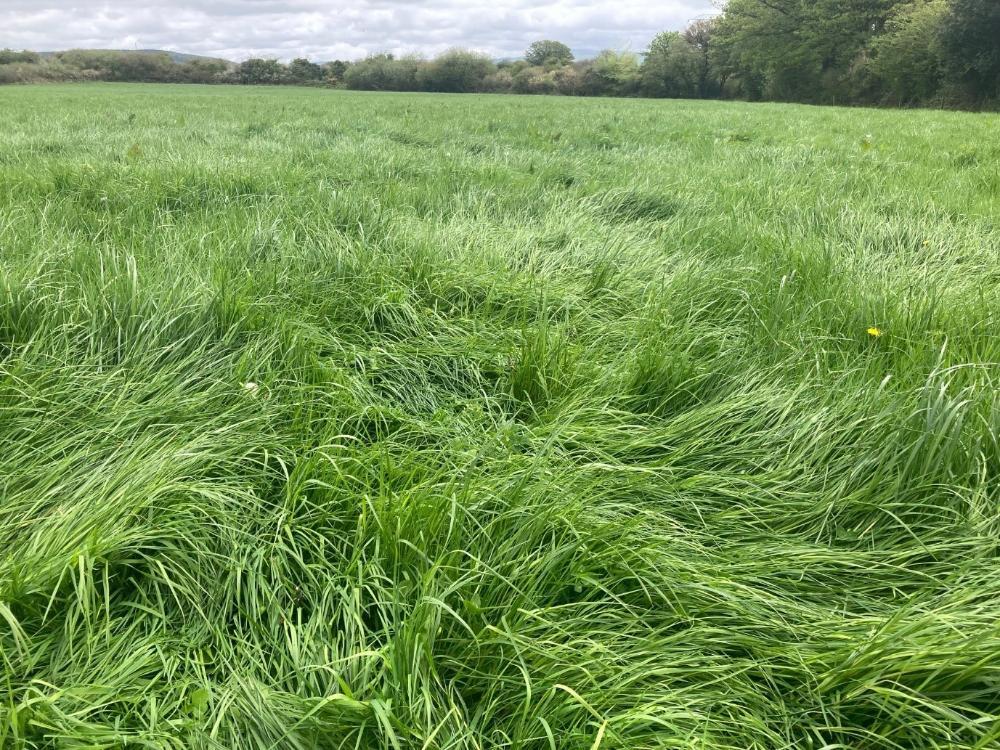 Eamon & Donnchadh's strongest silage field at 4.3 t DM/ha