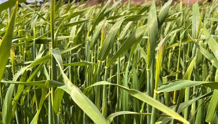 Early October sown Integral ready for final fungicide Pictured on May 1