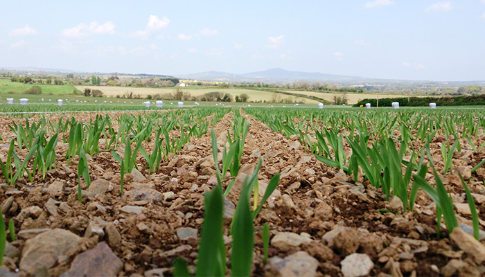 Tillage Newsletter - December 2020