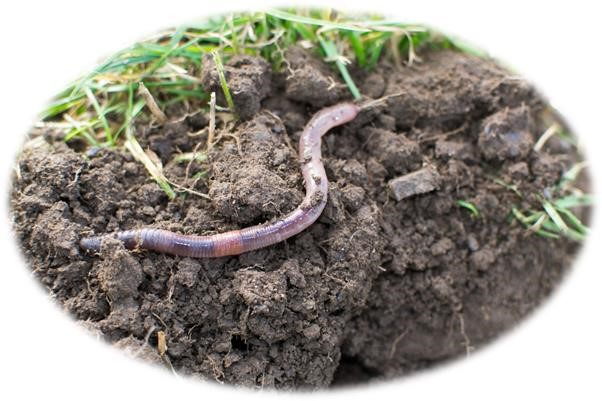 Earthworm