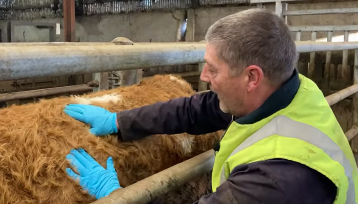 Watch: Monitoring body condition score at Teagasc Grange