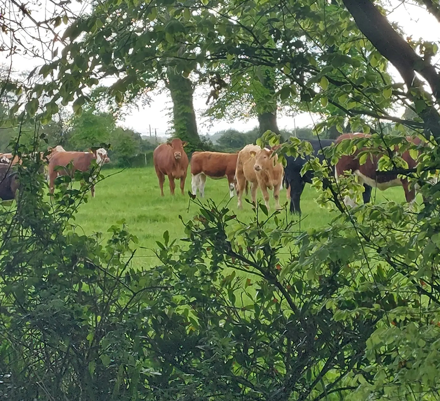 Teagasc BEEF Photo Competition