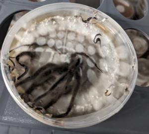 Endophyte profileration following incubation