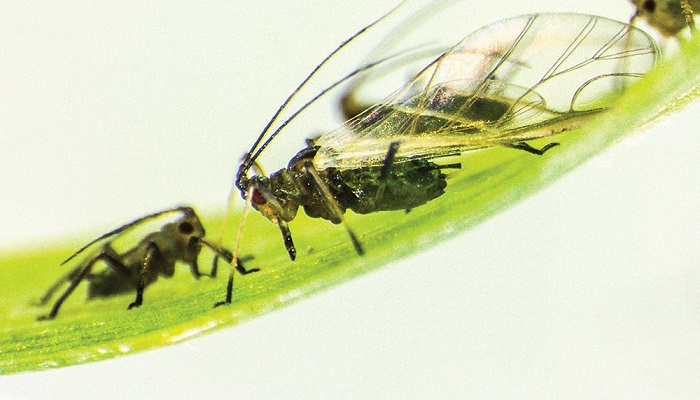 Understanding the genetic blueprint of the grain aphid