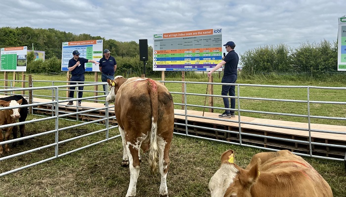 Five-star cows deliver more