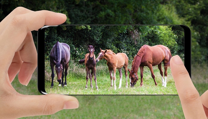 Photo Competition - Biodiversity on Equine Farms