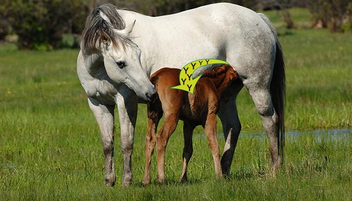 Failure of Passive Transfer