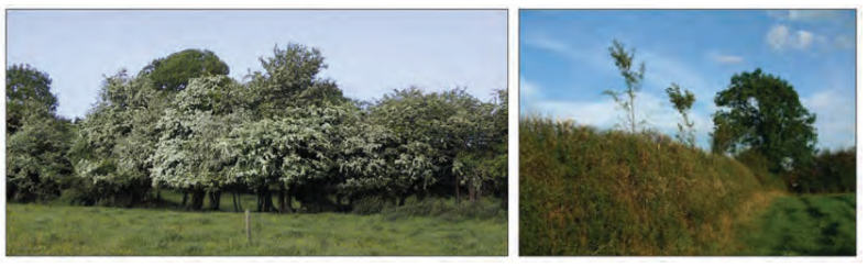 Escaped and topped hedges