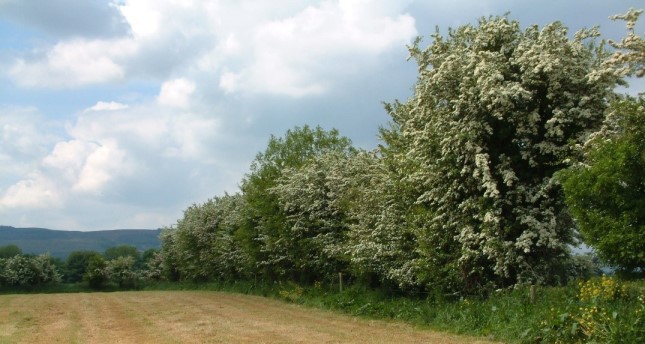 Escaped hedge