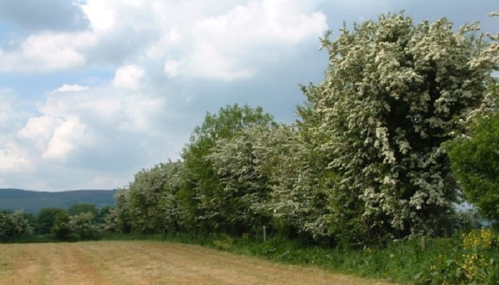 The Secret Life of Hedges