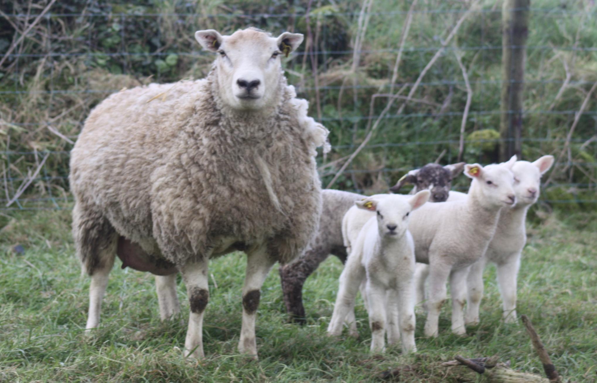 Ewe with Quadruplet lambs