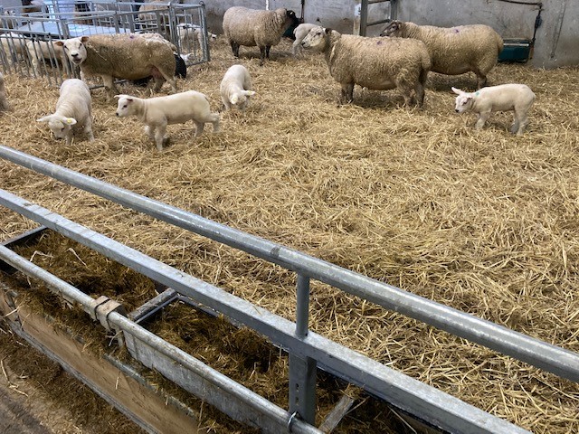 Every lamb saved is an extra lamb that is available for sale