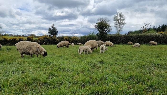 Preparation for weaning of lambs