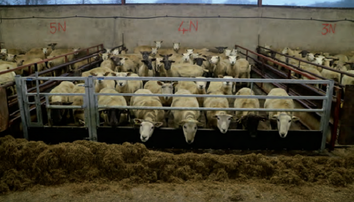 Planning for winter housing of sheep
