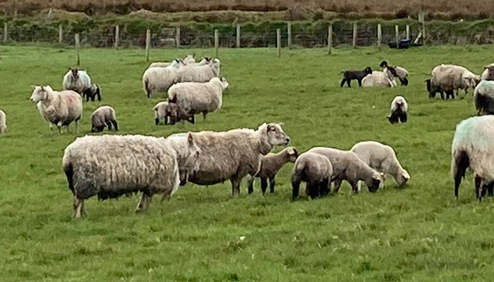 Getting Lamb Performance Back on Track